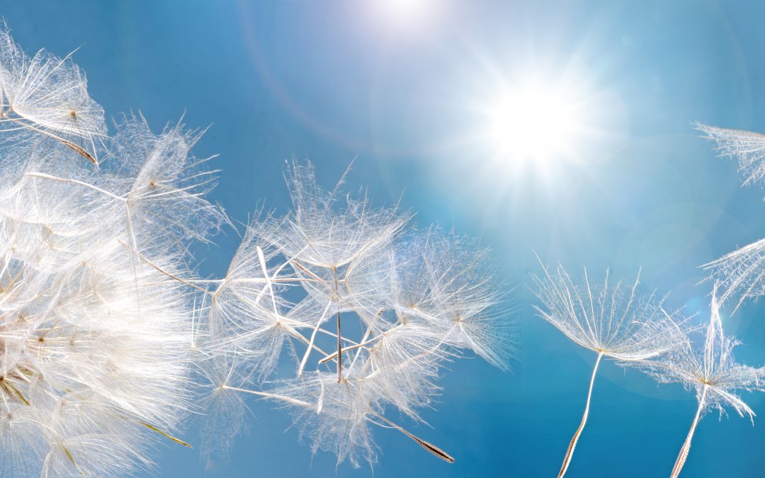 dandelion seeds set against blue sky